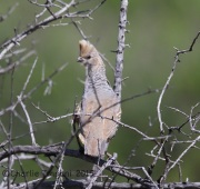 6S3A1414Scaled_Quail