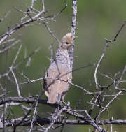 6S3A1416Scaled_Quail