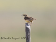 6S3A1429Western_Meadowlark