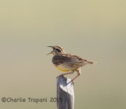 6S3A1430Western_Meadowlark