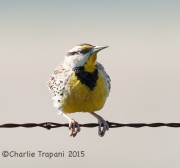 6S3A1445Meadowlark