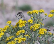 6S3A1457Sparrow