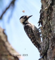 6S3A1527Red-Cockaded_woodpecker