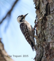 6S3A1532Red-Cockaded_woodpecker