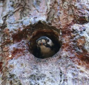 6S3A1561Red-Cockaded_woodpecker