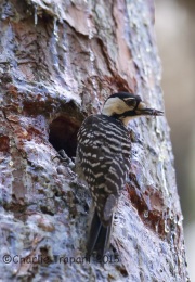 6S3A1579Red-Cockaded_woodpecker