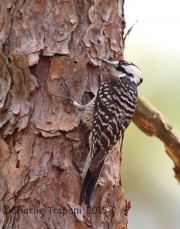 6S3A1591Red-Cockaded_woodpecker