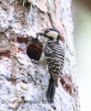 6S3A1622Red-Cockaded_woodpecker