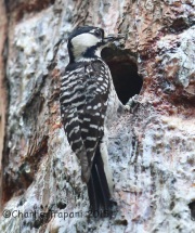 6S3A1625Red-Cockaded_woodpecker