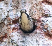 6S3A1644Red-Cockaded_woodpecker