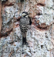 6S3A1654Red-Cockaded_woodpecker