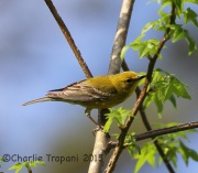 6S3A6107Pine_Warbler
