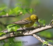 6S3A6112Pine_Warbler