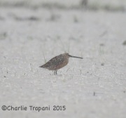 6S3A6156Long-Billed_Dowitcher_Texas