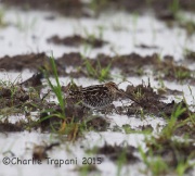 6S3A6213Wilson's-Snipe_TX