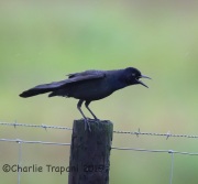 6S3A6257Great-Tailed_Grackle_TX