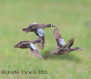 6S3A6267Blue-Winged_Teal