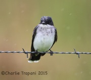 6S3A6354Eastern_Kingbird
