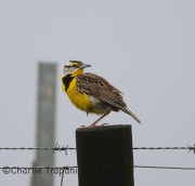 6S3A6387Eastern_Meadowlark_TX