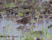 6S3A6402Long-Billed_Dowitcher
