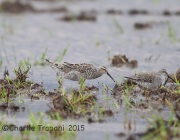 6S3A6418Stilt_Sandpipers_TX