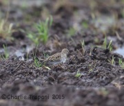 6S3A6460Pectoral_Sandpiper