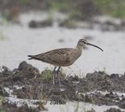 6S3A6477Whimbrel