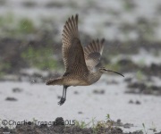 6S3A6478Whimbrel