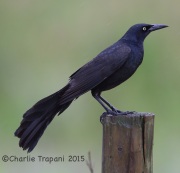 6S3A6503Great-Tailed_Grackle