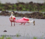 6S3A6537Roseate_Spoonbill