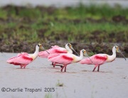 6S3A6539Roseate_Spoonbills_East_TX