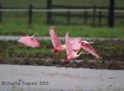 6S3A6549Roseate_Spoonbills