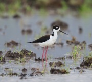 6S3A6588Black-Necked_Stilt