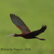 6S3A6656White-Faced_Ibis