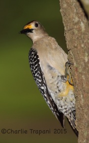 6S3A6809Golden-Fronted_Woodpecker