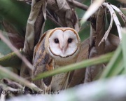 6S3A6815Barn_Owl