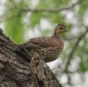 6S3A6901Female_Northern_Bobwhite