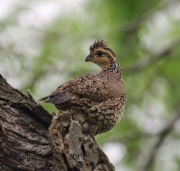 6S3A6906Female_northern_Bobwhite