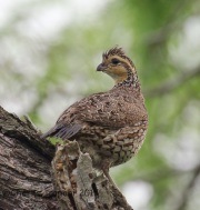 6S3A6911Female_Northern_Bobwhite