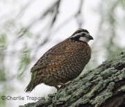 6S3A6925Northern_Bobwhite