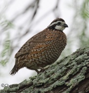 6S3A6928Northern_Bobwhite