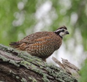 6S3A6933Northern_Bobwhite