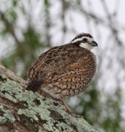 6S3A6945Northern_Bobwhite