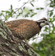 6S3A6950Northern_Bobwhite