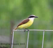6S3A6970Great_Kiskadee