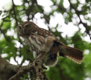 6S3A7068Female_Ferruginous_Pygmy_Owl