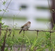 6S3A7231Clay-Colored_Sparrow