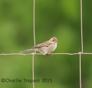 6S3A7236Clay-Colored_Sparrow