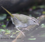 6S3A7390Olive_Sparrow