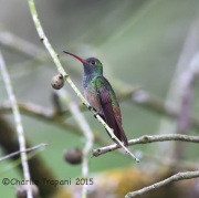 6S3A7433Buff-Bellied_Hummingbird